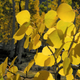 Aspen leaves turning their signature autumnal golden yellow. Image courtesy of Paul Rogers